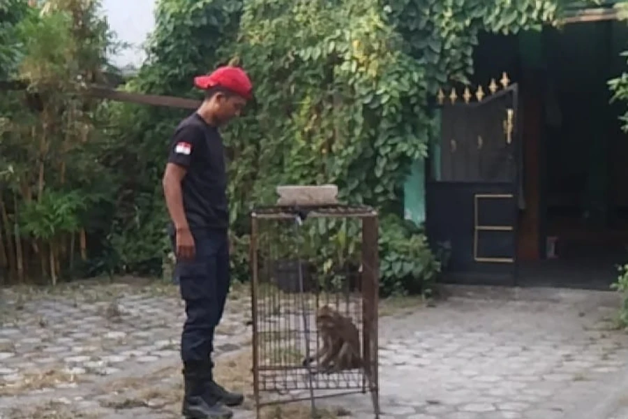 Didatangi Monyet Liar, Warga Gogorante Kediri Minta Tolong Damkar