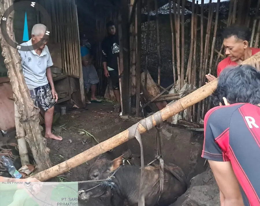 Sapi Jantan Ukuran Besar Terjebak di Septic Tank, Warga Desa Tunglur Panggil Damkar