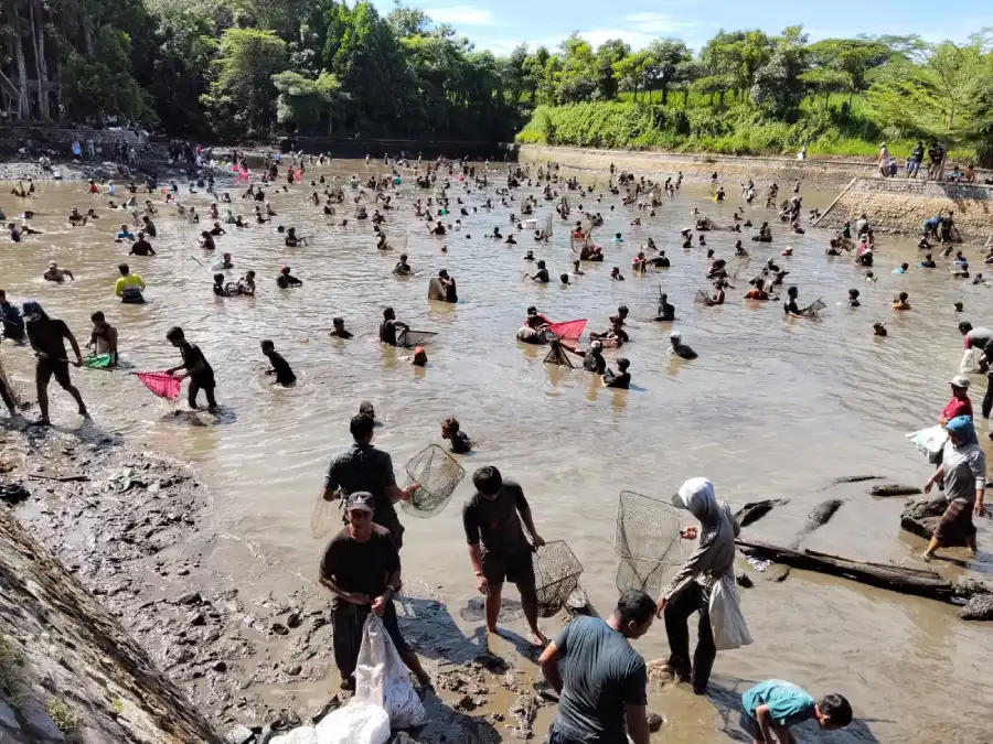 Usai Vakum 2 Tahu, Ribuan Warga Serbu Gropyok Ikan di Sumber Jembangan Kediri