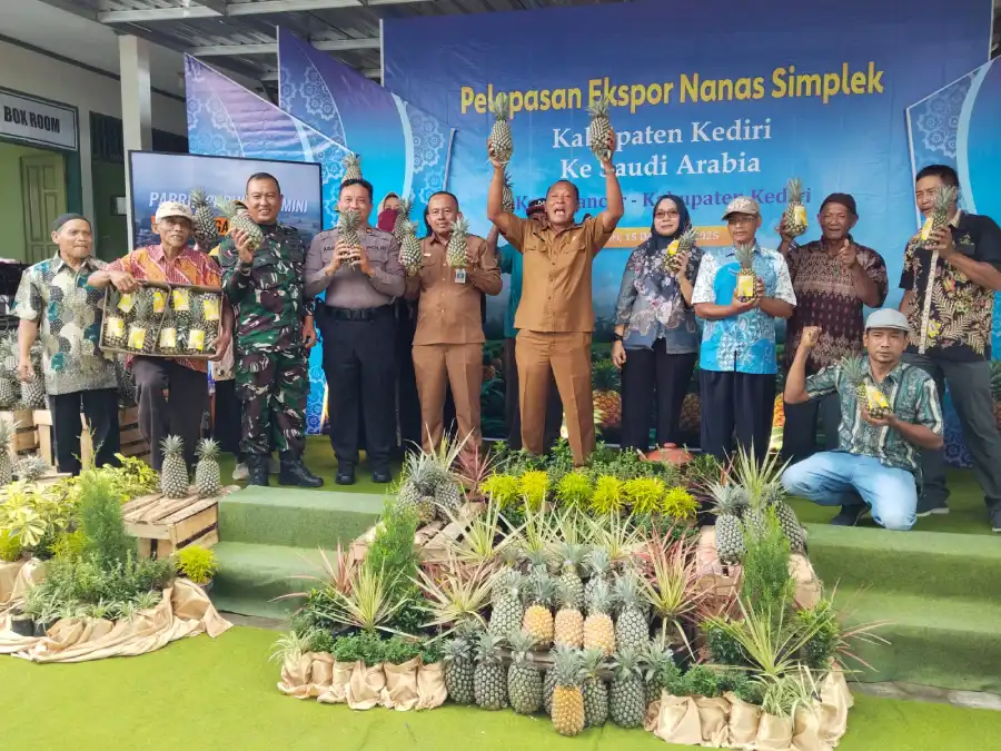 Dari Lereng Kelud ke Arab Saudi: Nanas Queen Simplek Kediri Jalani Trial Ekspor