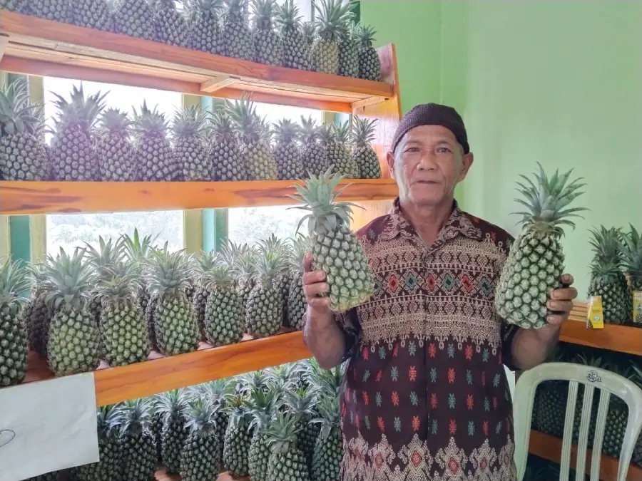 Mengenal Nanas Queen Simplek, Komuditas Kabupaten Kediri yang Mulai Trial Ekspor ke Arab Saudi