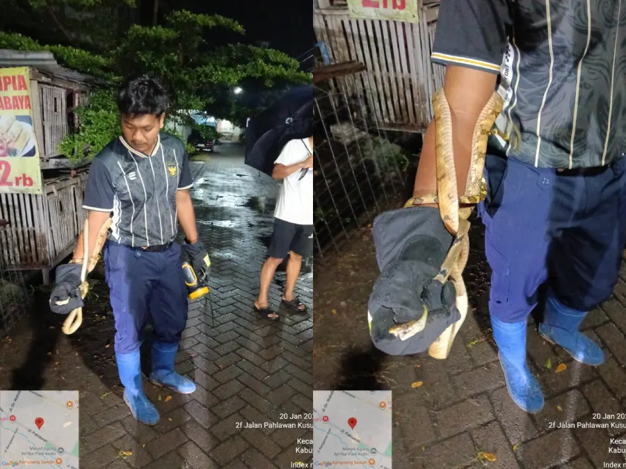 Masuk Kandang Ayam Warga, Ular Kayu Dua Meter Berhasil Dievakuasi Damkar Pare