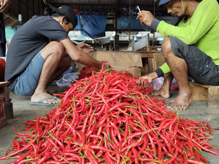 Harga Cabai di Kediri Anjlok, Petani Hanya Balik Modal