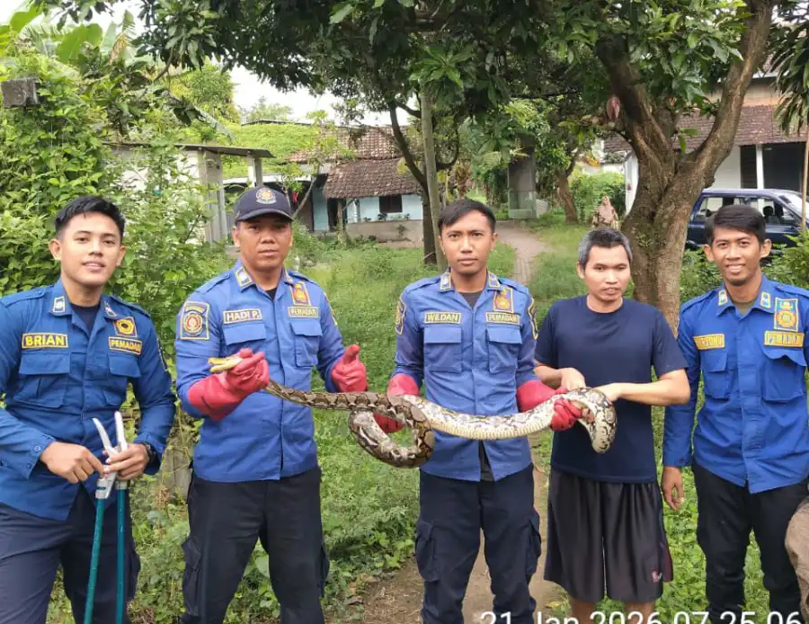 Damkar Kabupaten Kediri Evakuasi Ular Python 3 Meter di Permukiman Warga Grogol