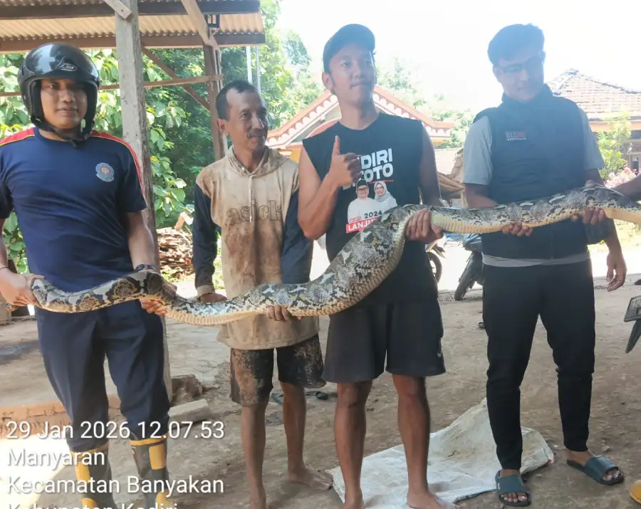 Ular Phyton 4 Meter Ditemukan di Belakang Rumah Warga Kediri