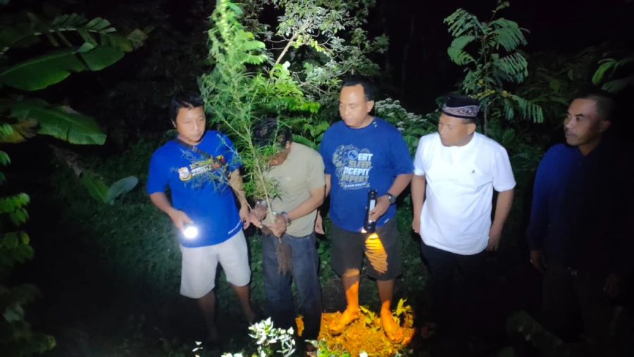 Tanam Puluhan Batang Ganja di Rumah dan Ladang, Dua Warga Plosoklaten Kediri Diciduk Polisi