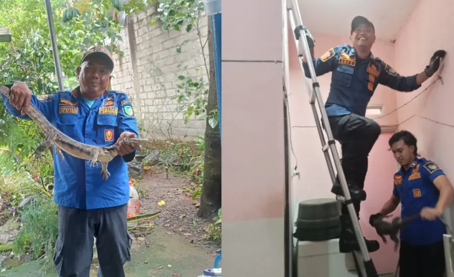 Warga Pare Kediri Heboh, Biawak Besar Muncul di Plafon Dapur Rumah