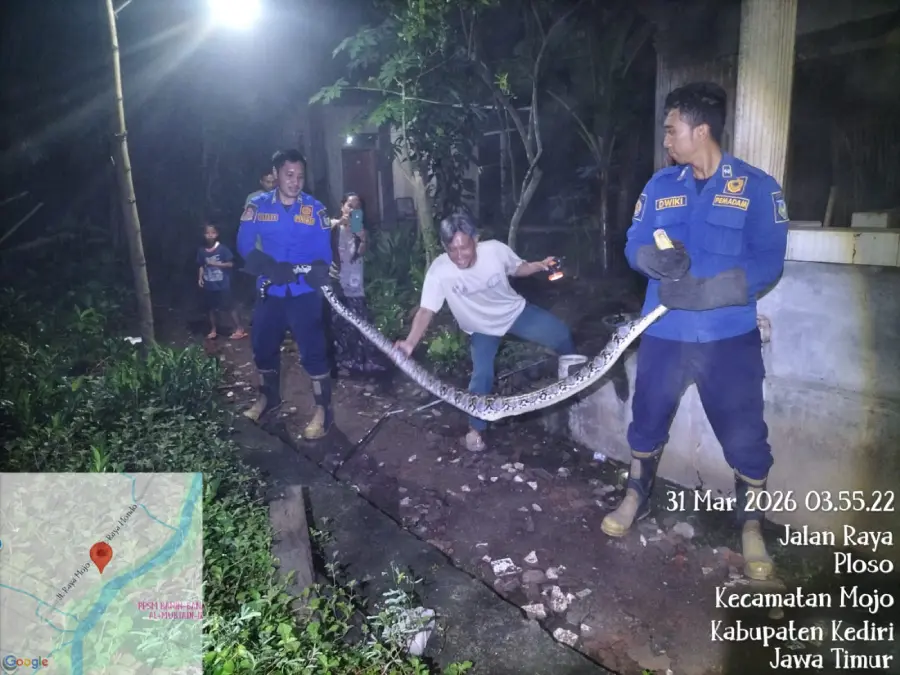 Ular Piton 3 Meter Serang Kandang Ayam di Kediri, Warga Panik Hubungi Damkar