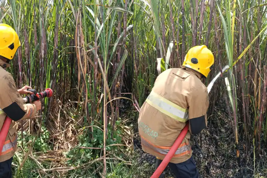 Bakar Sisa Daun Kering, Lahan Tebu di Kediri Terbakar