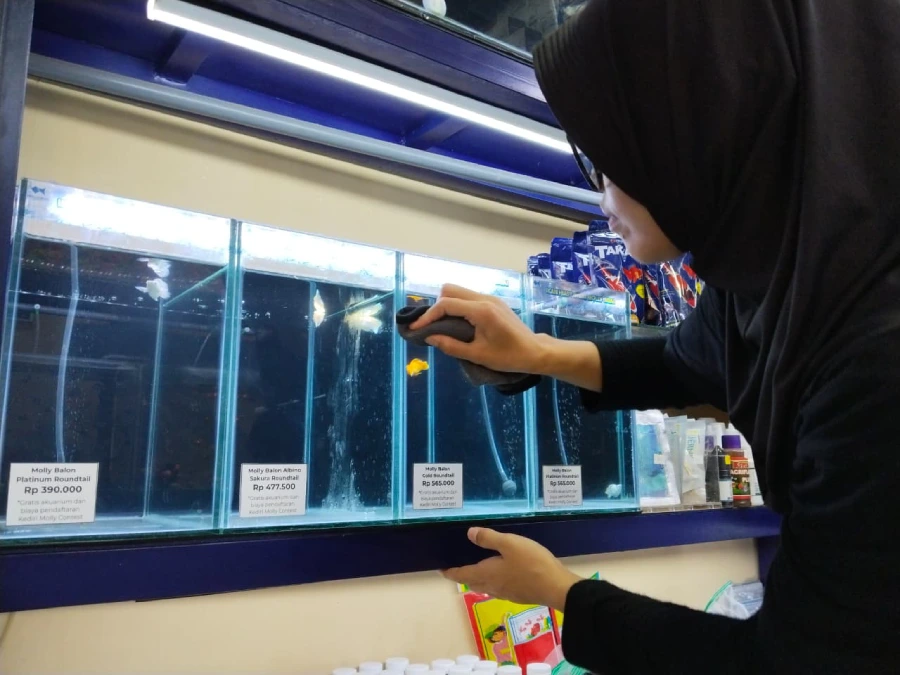 Kediri Aquatik 2026 Dongkrak Popularitas Ikan Molly