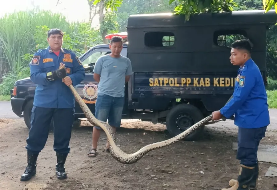 Ular Piton 2,5 Meter Masuk Kandang Ayam, Warga Mojo Kediri Panggil Damkar