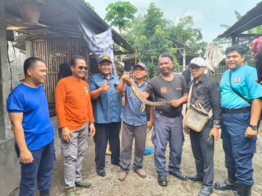 Buaya Nyasar ke Permukiman, Damkar Kediri Amankan Tanpa Korban