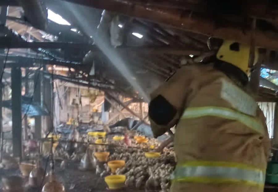 Kandang Ayam Milik Kamsuri di Gambiran Kediri Ludes Terbakar