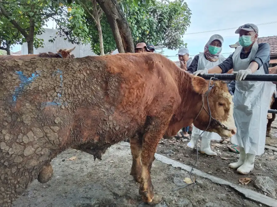 Stok Hewan Kurban Kabupaten Kediri Aman, Transaksi Pasar Hewan Tertek Tembus Ratusan Ekor
