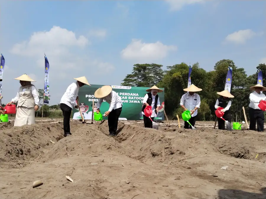 Khofifah Pimpin Tanam Perdana Bongkar Ratoon Tebu di Kediri, Jatim Kejar Swasembada Gula 2026