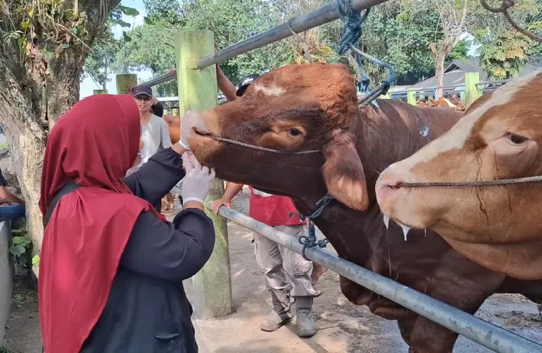 Jelang Iduladha, DKPP Kediri Pastikan Sapi Kurban Bebas PMK dan LSD