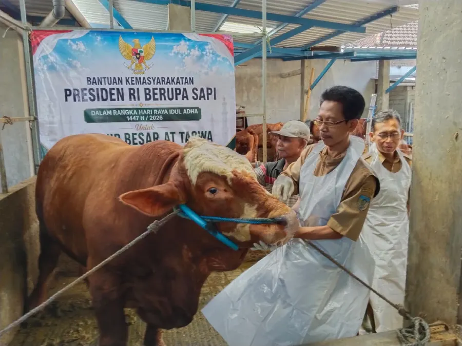 DKPP Kabupaten Kediri Cek Kesehatan Sapi Kurban Presiden Prabowo, Ini Hasilnya