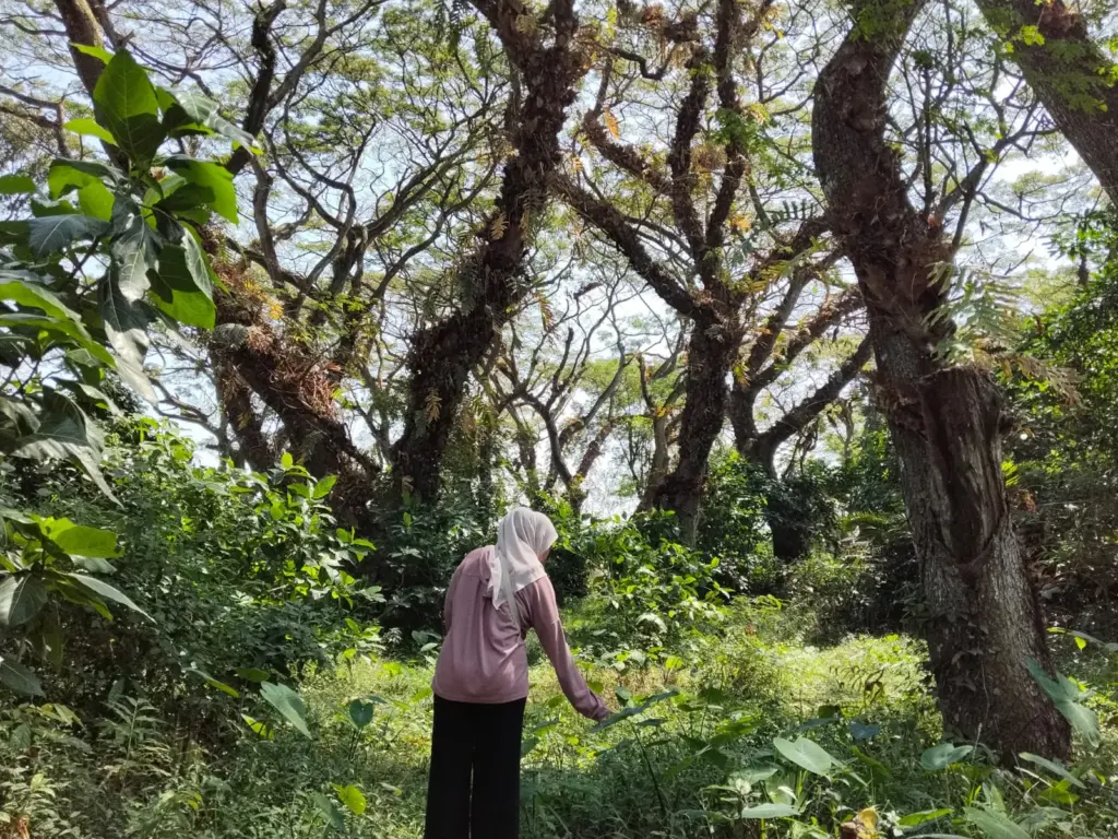 Batu Cinta, Hutan Eksotis di Lereng Kelud yang Dijuluki Djawatan Kediri dan Viral di Media Sosial
