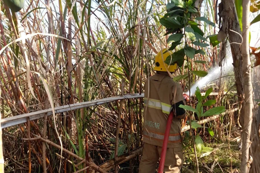 Diduga Bakar Sisa Daun Tebu, Petani di Kediri Tewas Gosong