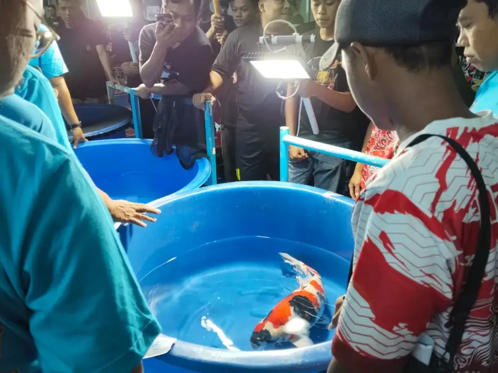 Ratusan Penghobi Ramaikan Kediri Koi Show ke-13, Ajang Dongkrak Gairah Budidaya Koi Nasional