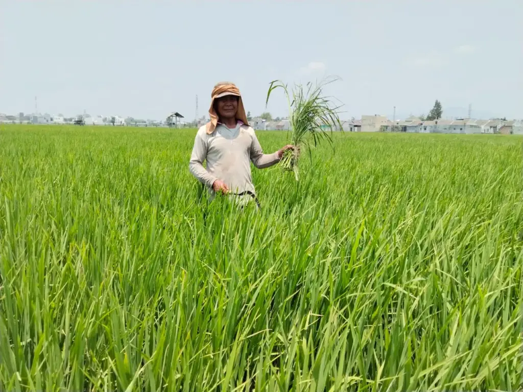 Hari Tani Nasional, Petani Kediri Masih Hadapi Masalah Pupuk, Hama dan Alih Fungsi Lahan