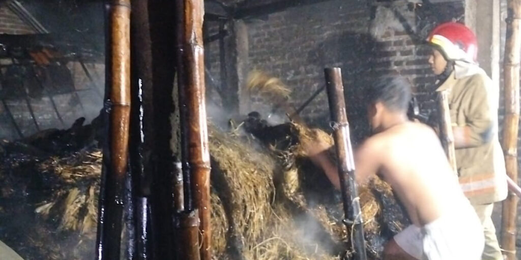 Kandang Sapi di Kediri Terbakar, Satu Orang Terluka