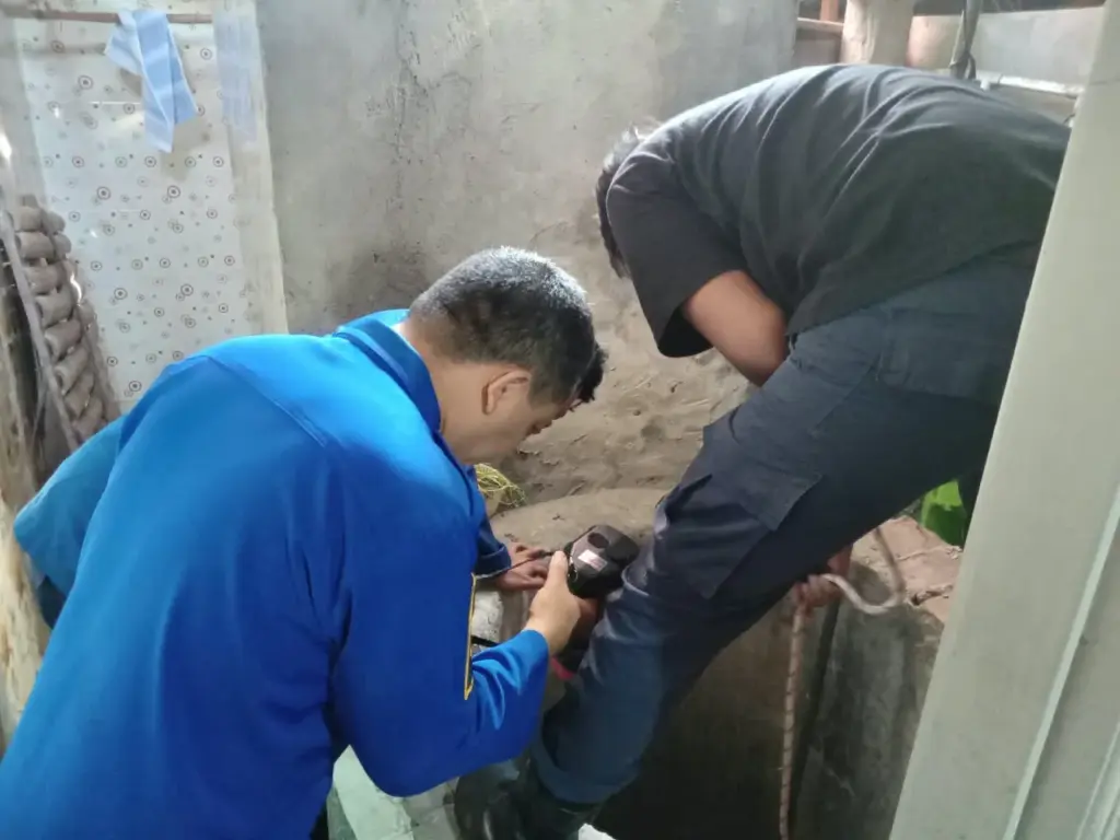 Perbaiki Pipa Pompa Air, Warga Ngancar Kediri Malah Temukan Ular Weling di Dalam Sumur